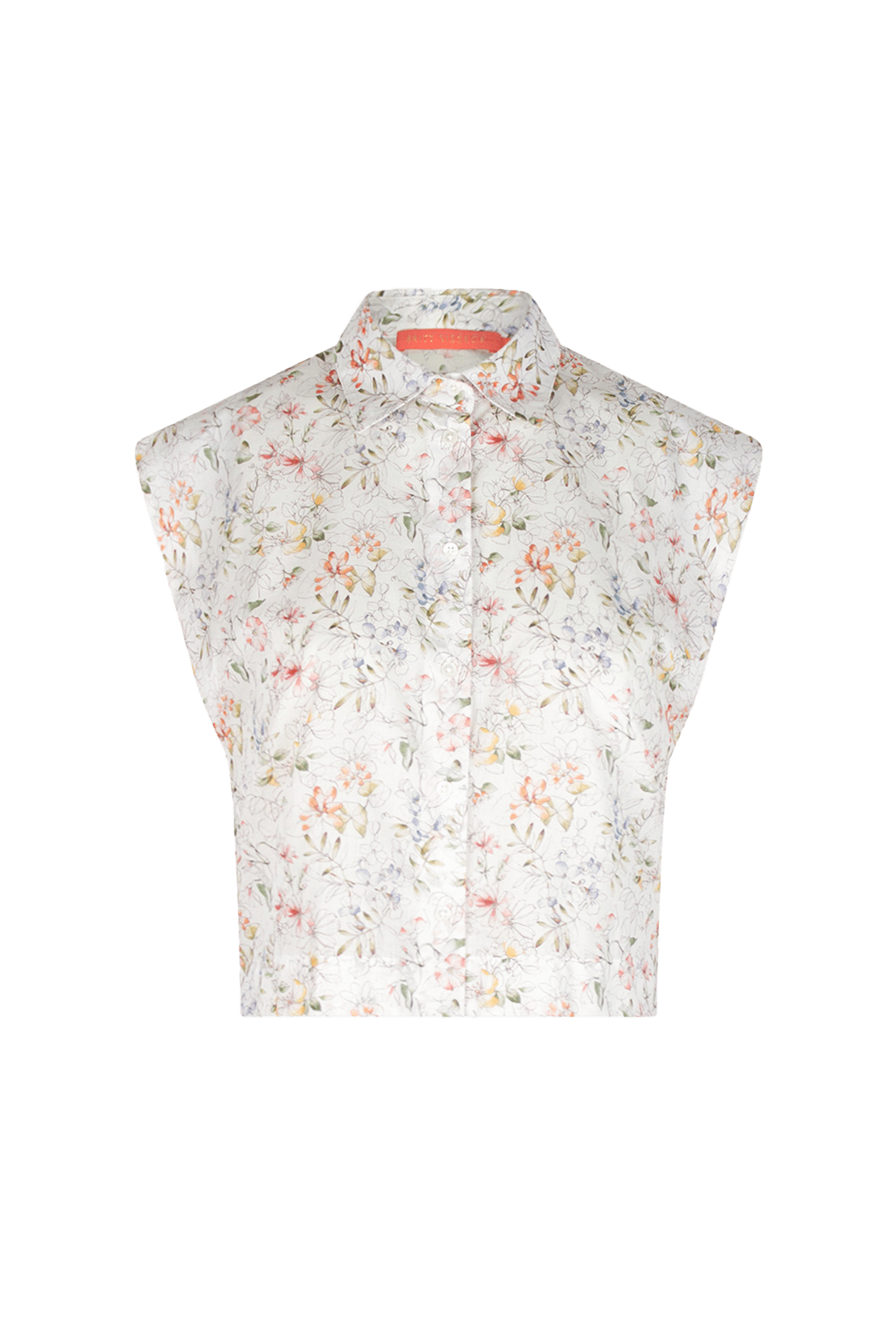 Bellis - Siddington
