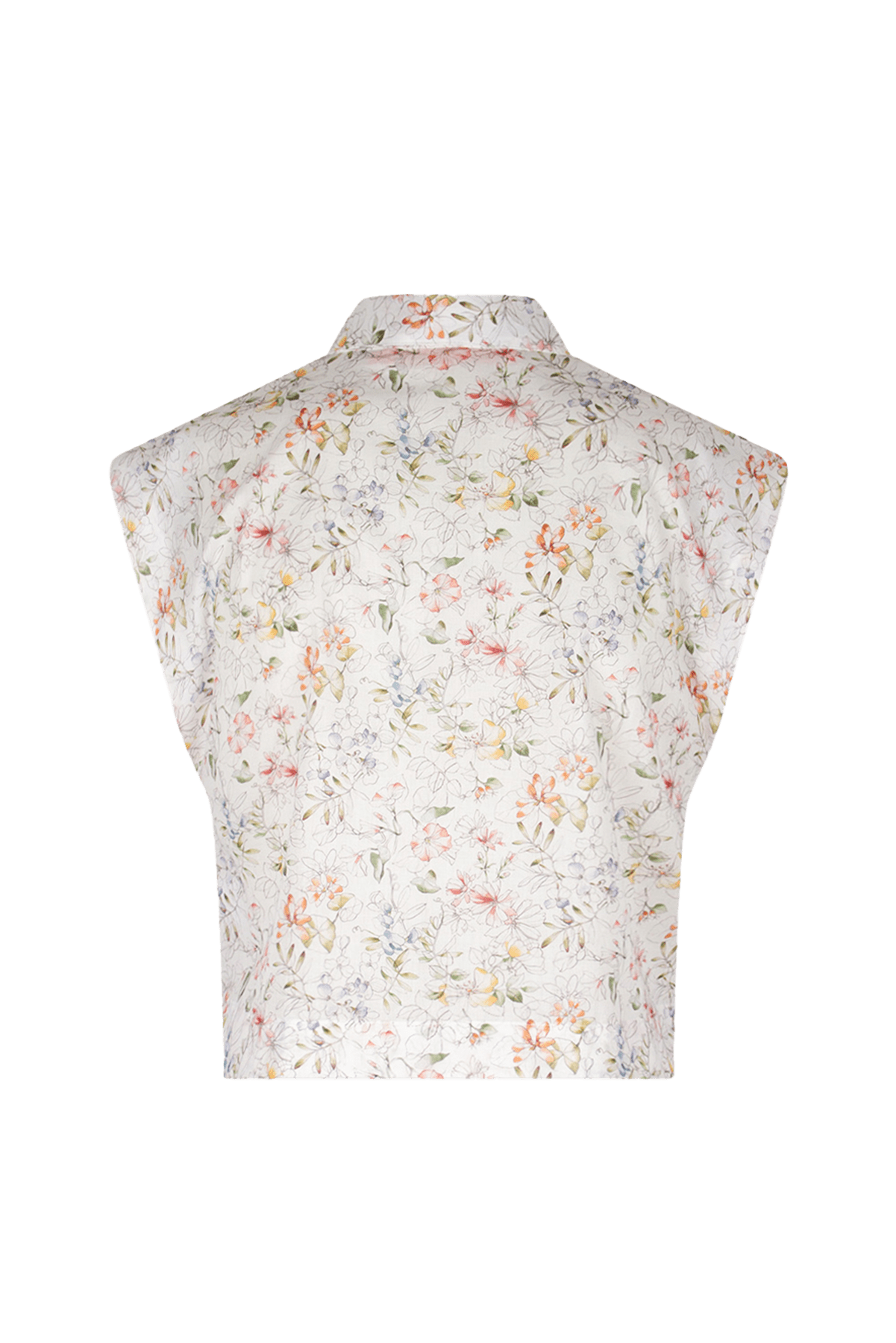 Bellis - Siddington