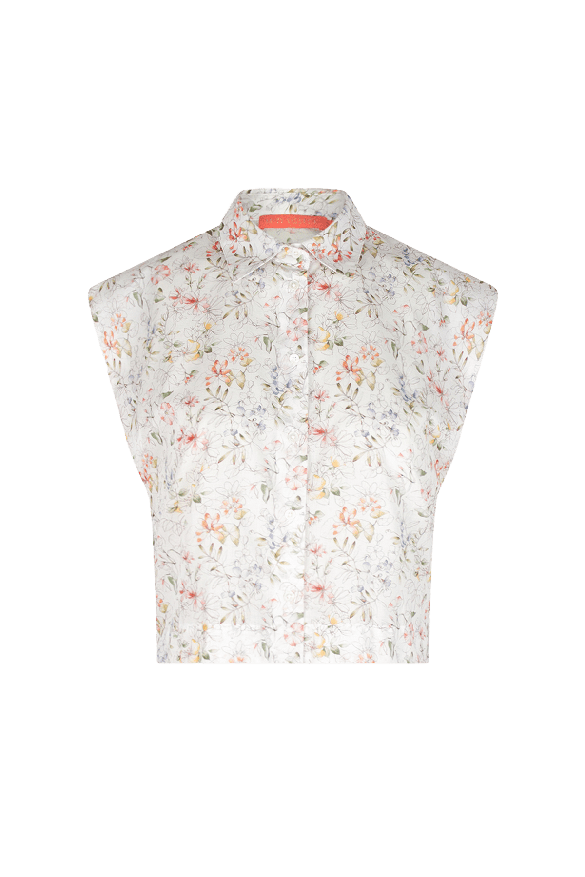Bellis - Siddington